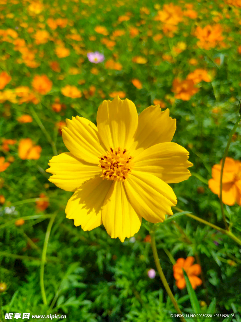 硫华菊