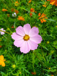 硫华菊