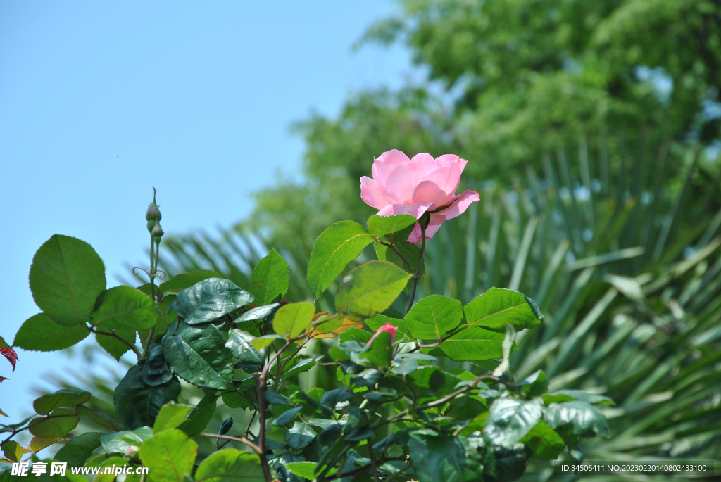 月季花