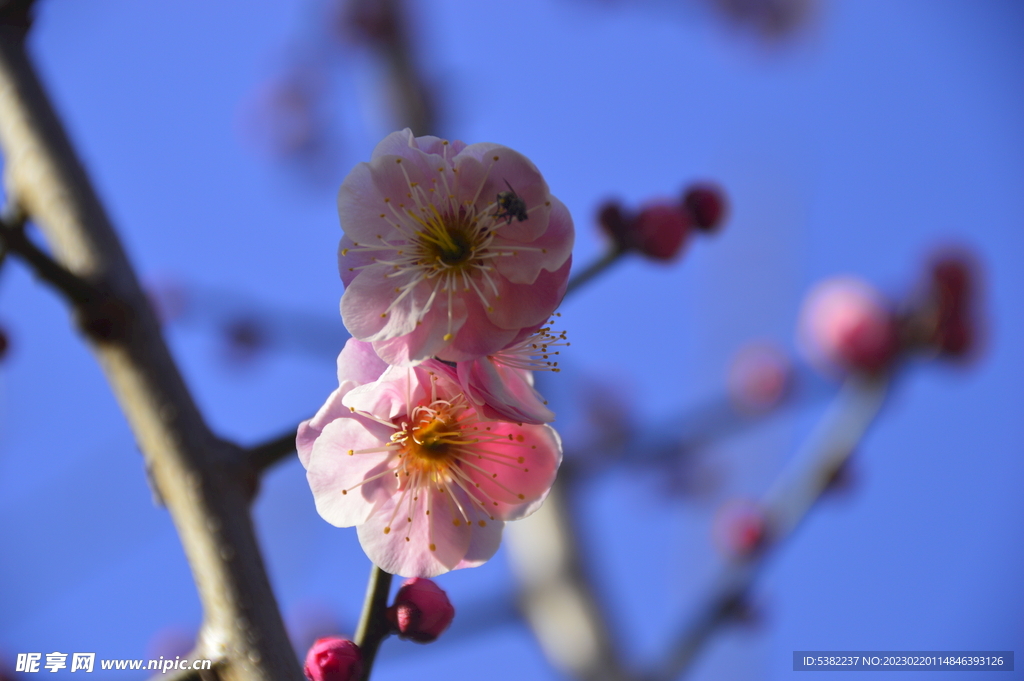 春暖红梅花开 