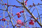 春暖红梅花开 