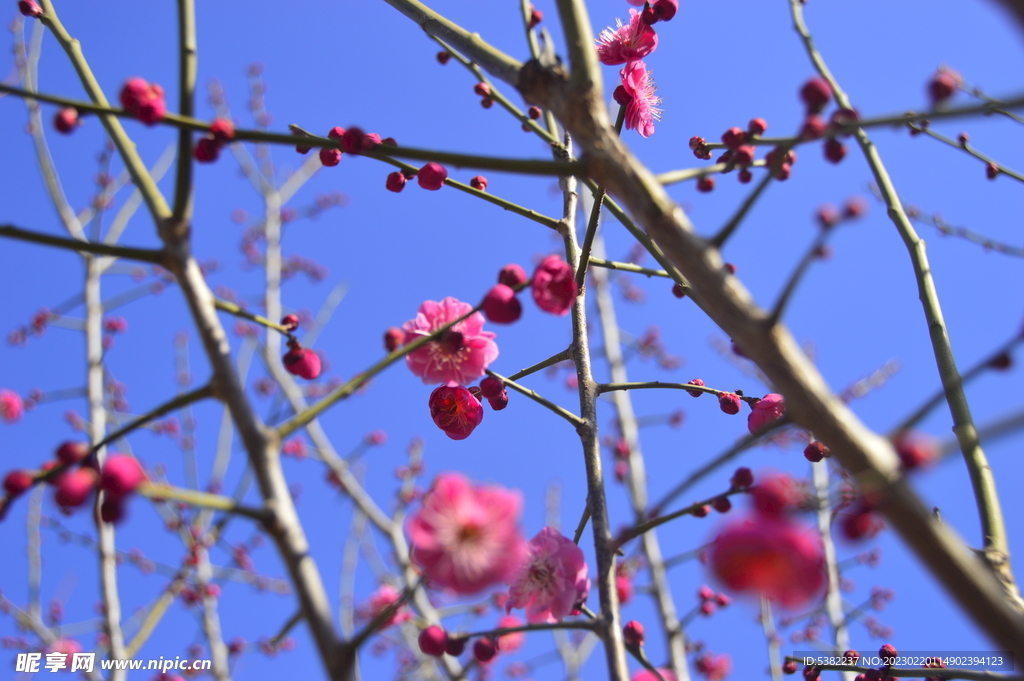 春暖红梅花开 