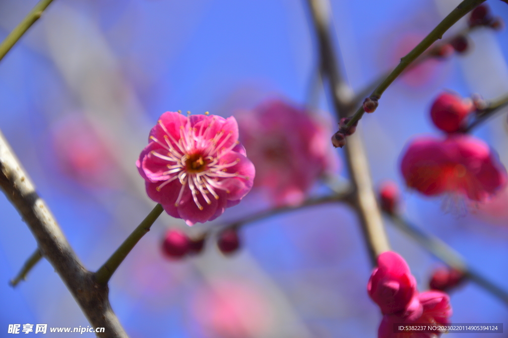 春暖红梅花开 