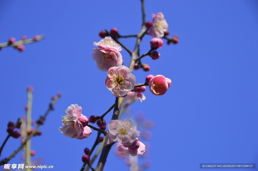 春暖红梅花开 