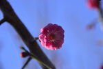 春暖红梅花开