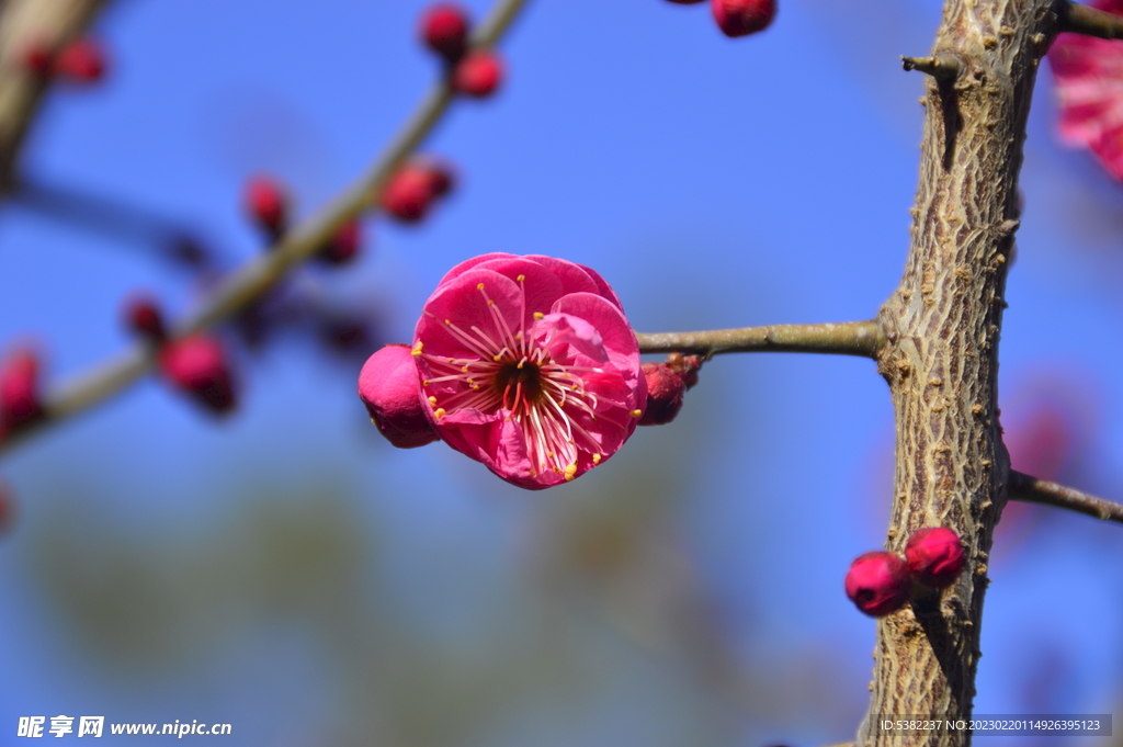 春暖红梅花开 