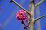 春暖红梅花开