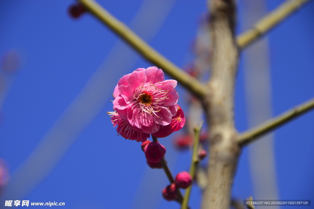 春暖红梅花开