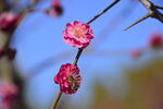 春暖红梅花开