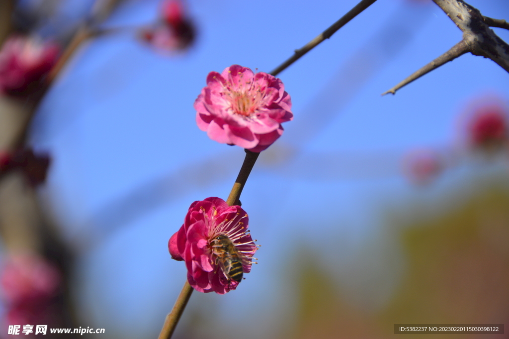 春暖红梅花开