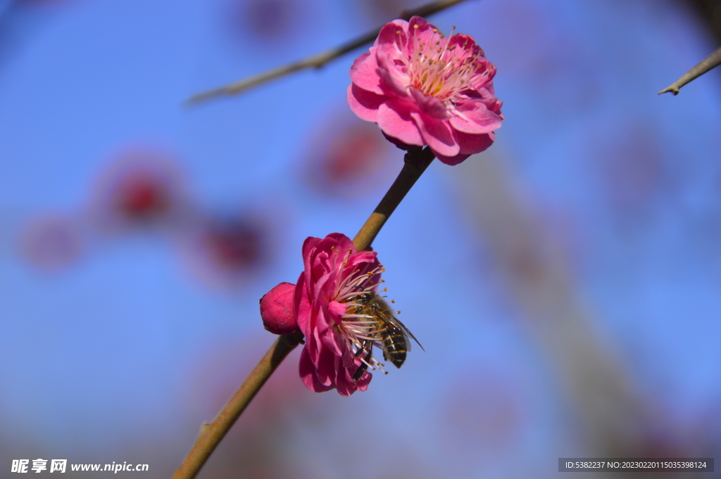 春暖红梅花开