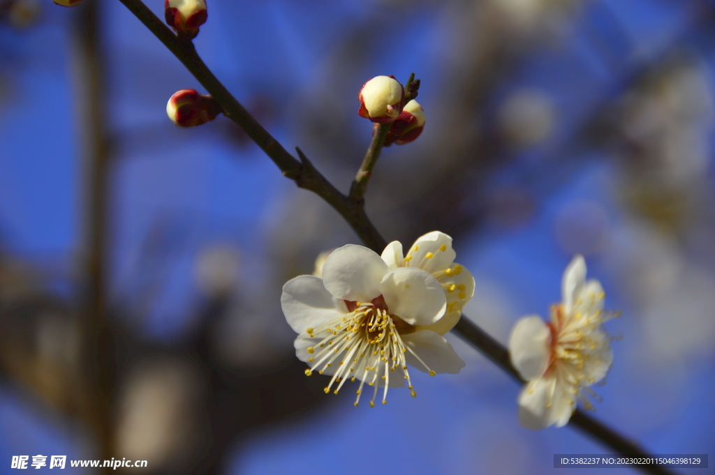 春暖梅花开