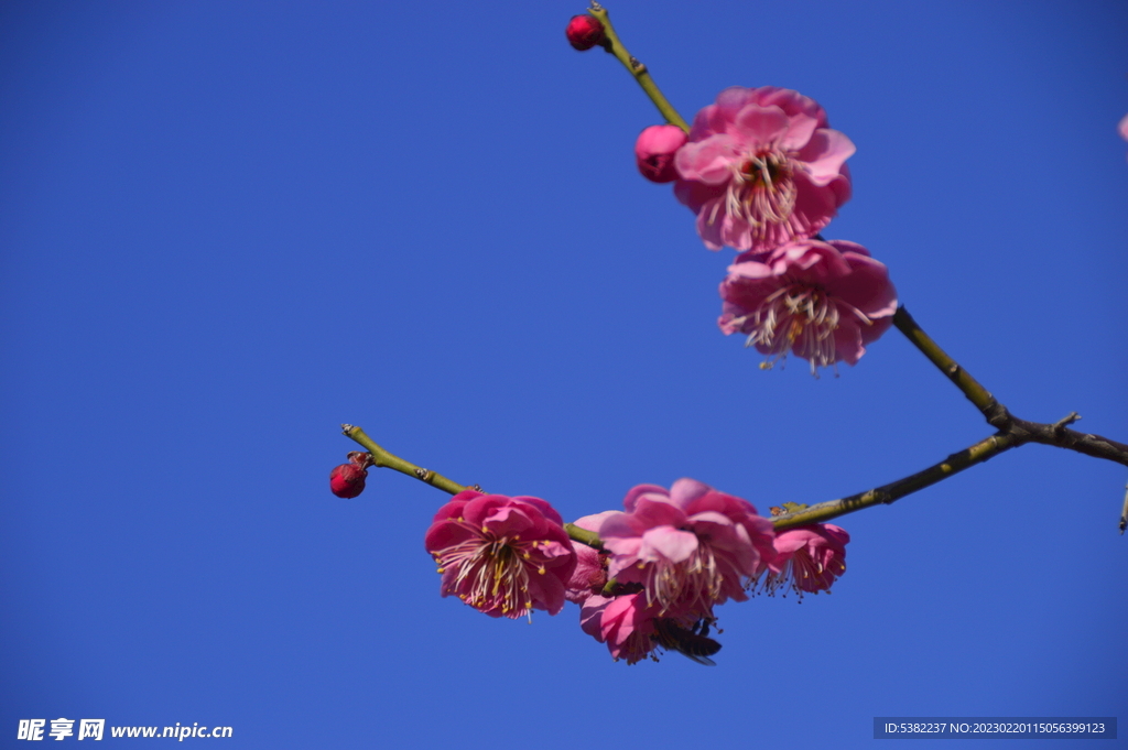 春暖红梅花开