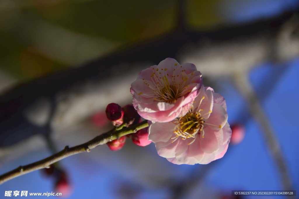 春暖红梅花开