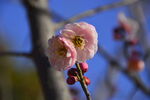 春暖红梅花开