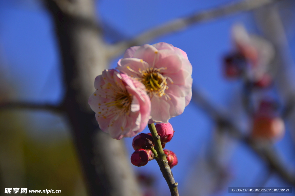 春暖红梅花开