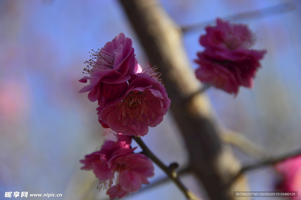 春暖红梅花开