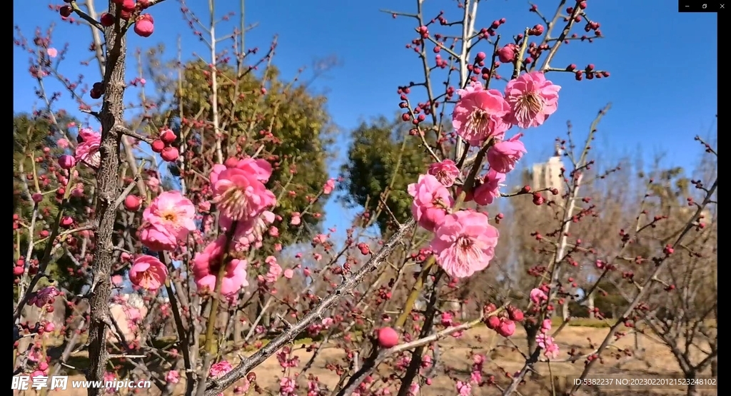 春暖红梅花开