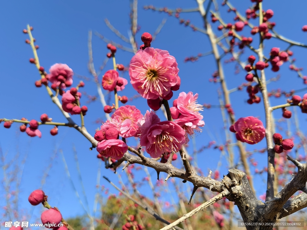 春暖红梅花开