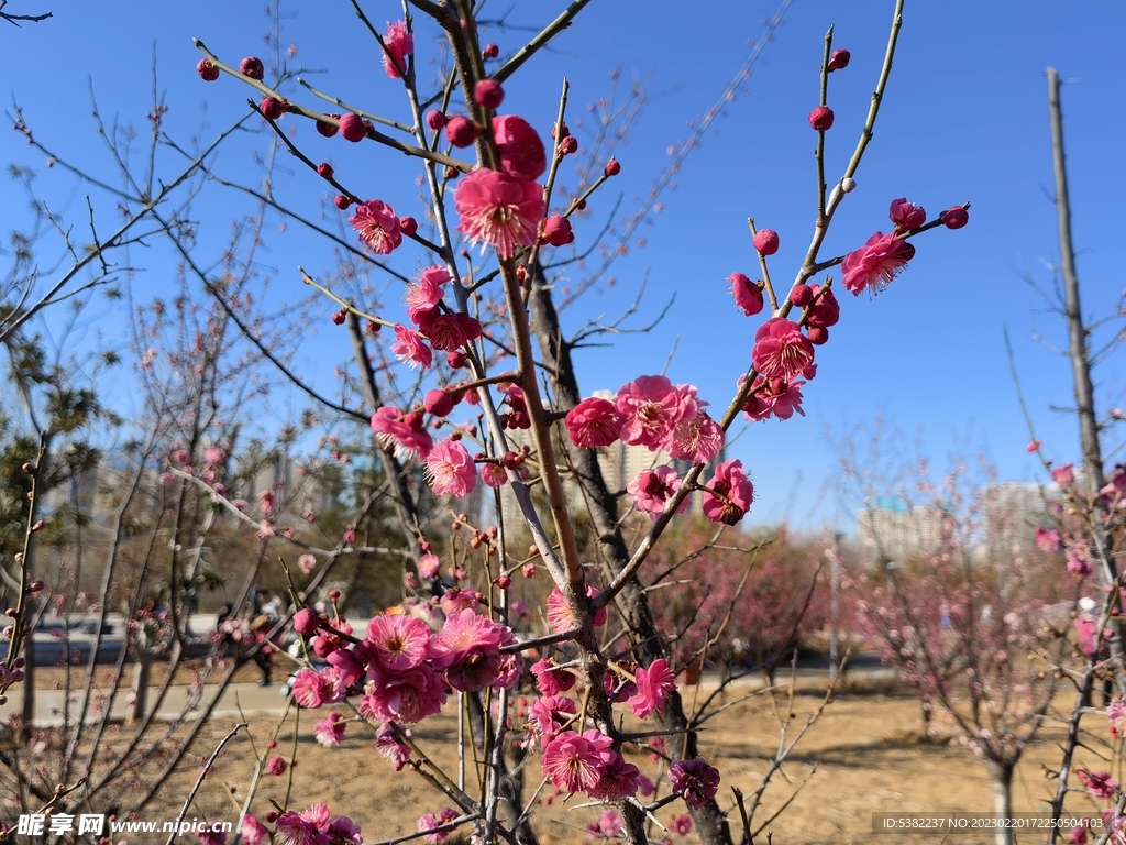 春暖红梅花开