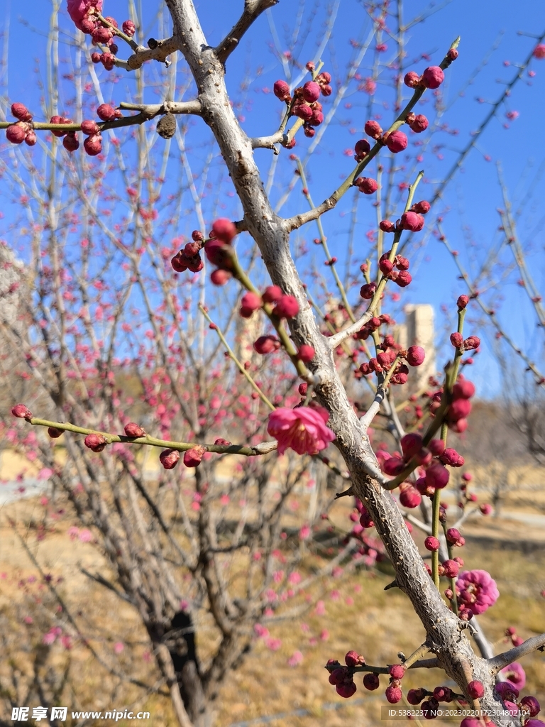 春暖红梅花开