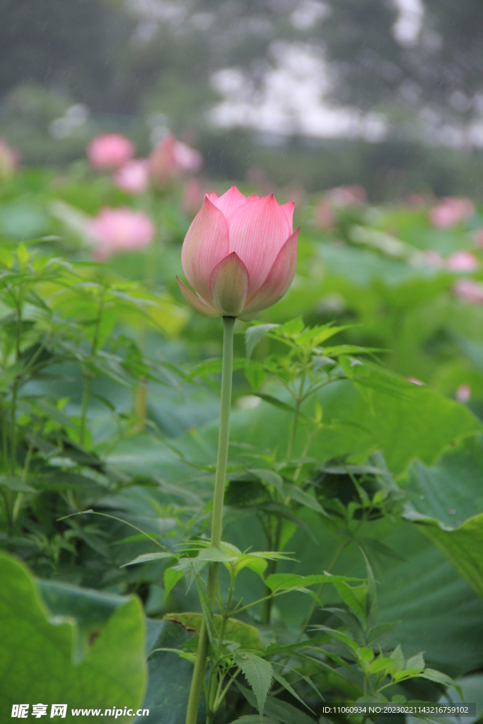 荷花