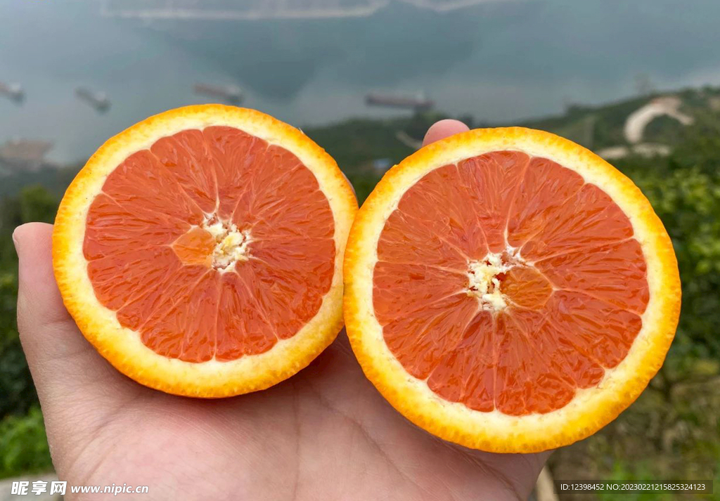 血橙