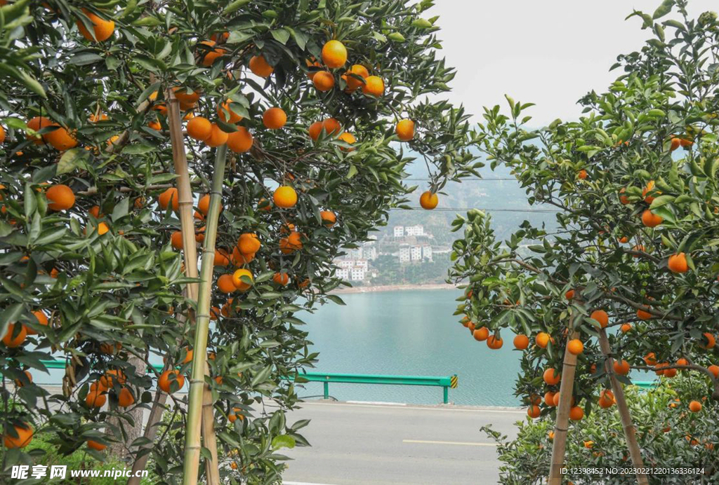 血橙