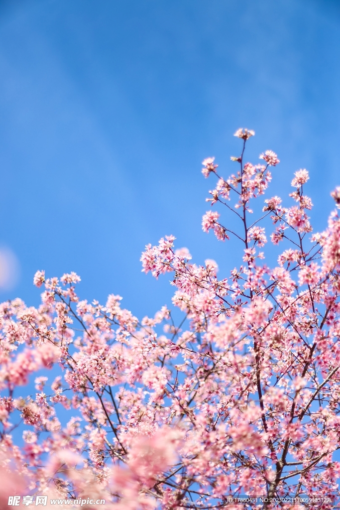 木棉花