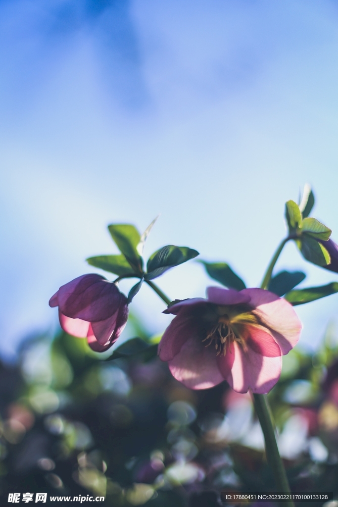 铁筷子花
