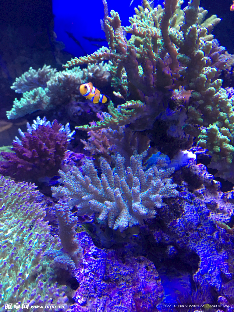 小丑鱼礁石