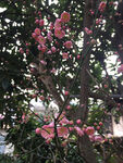 梅花