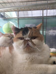 加菲猫