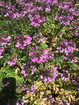 花草