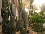 仙人掌