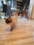 猫咪