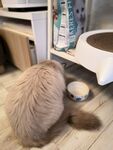 吃饭的猫