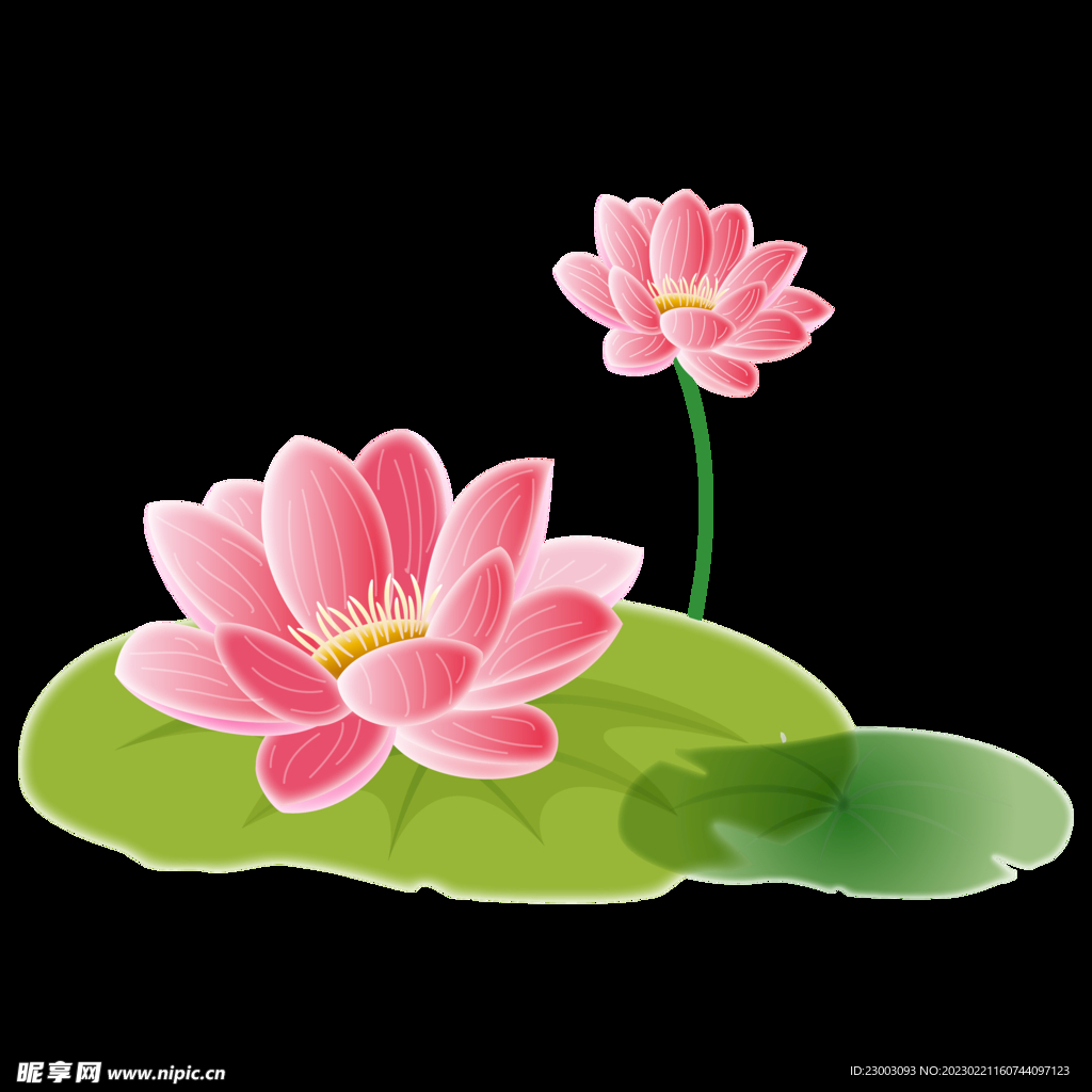莲花