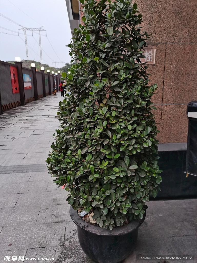 绿植盆栽
