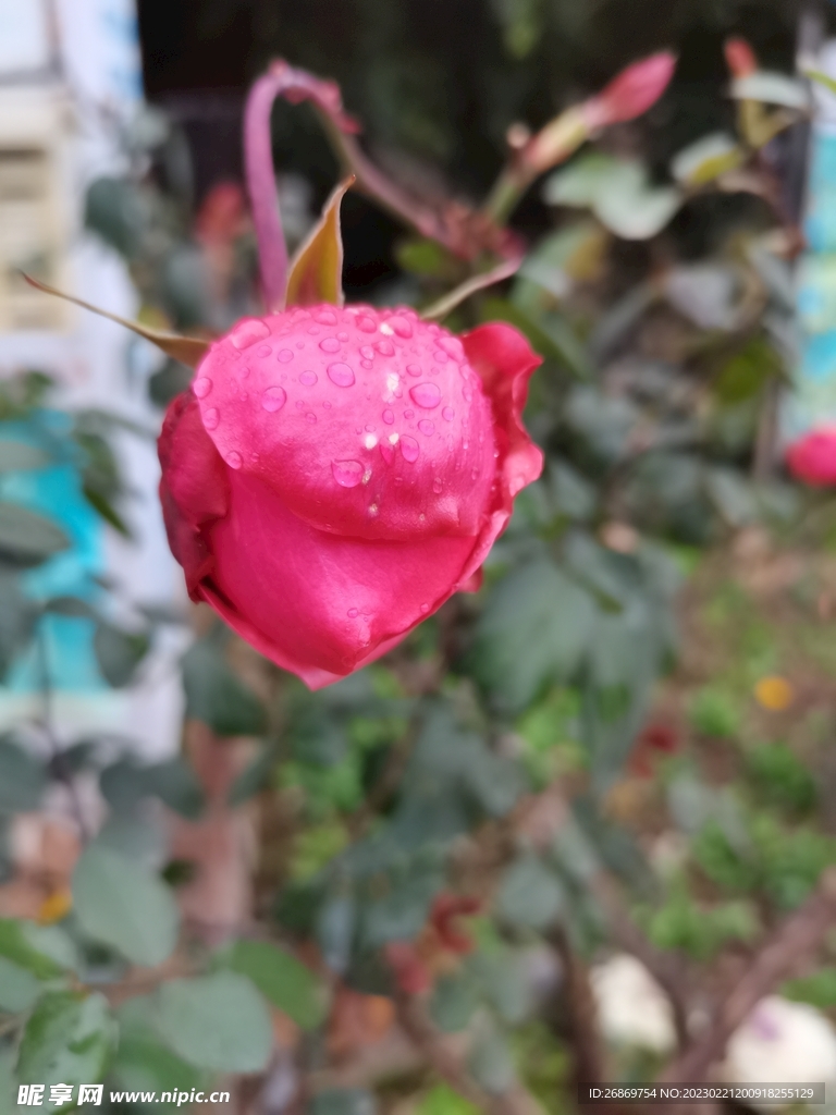玫瑰花