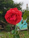 玫瑰花