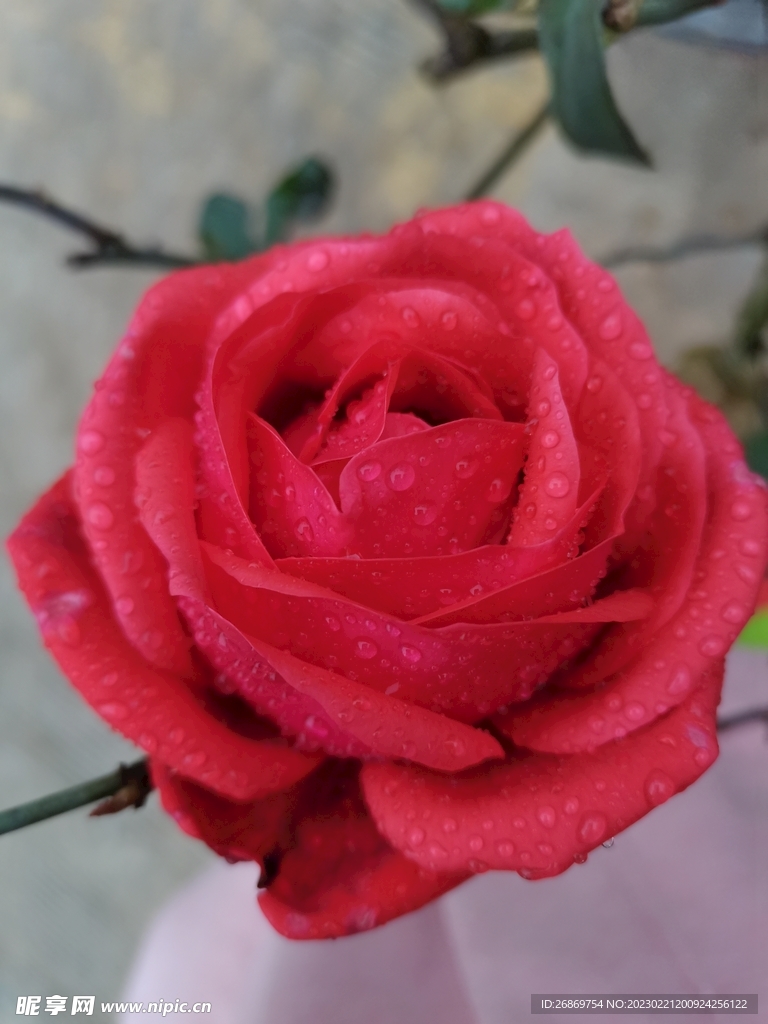 玫瑰花
