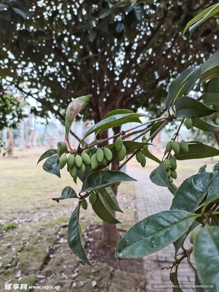 桂花种子
