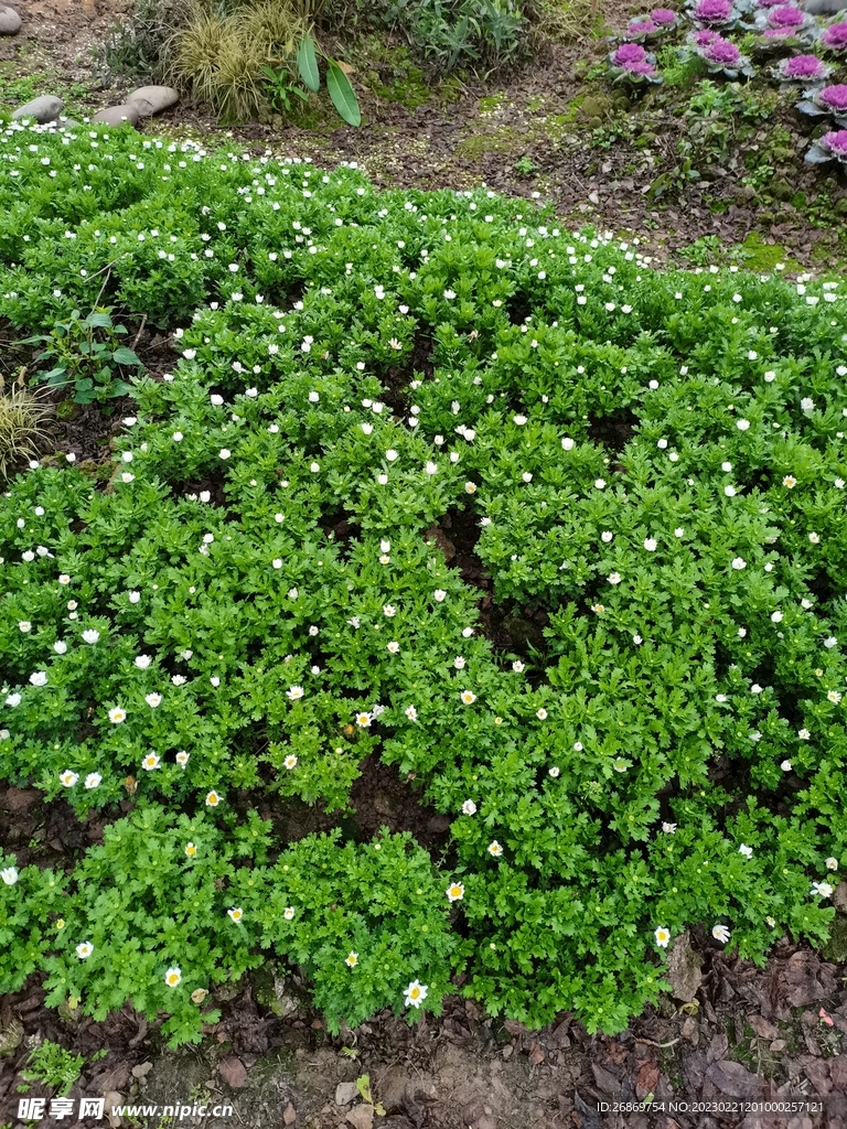 小白花