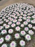 花卉