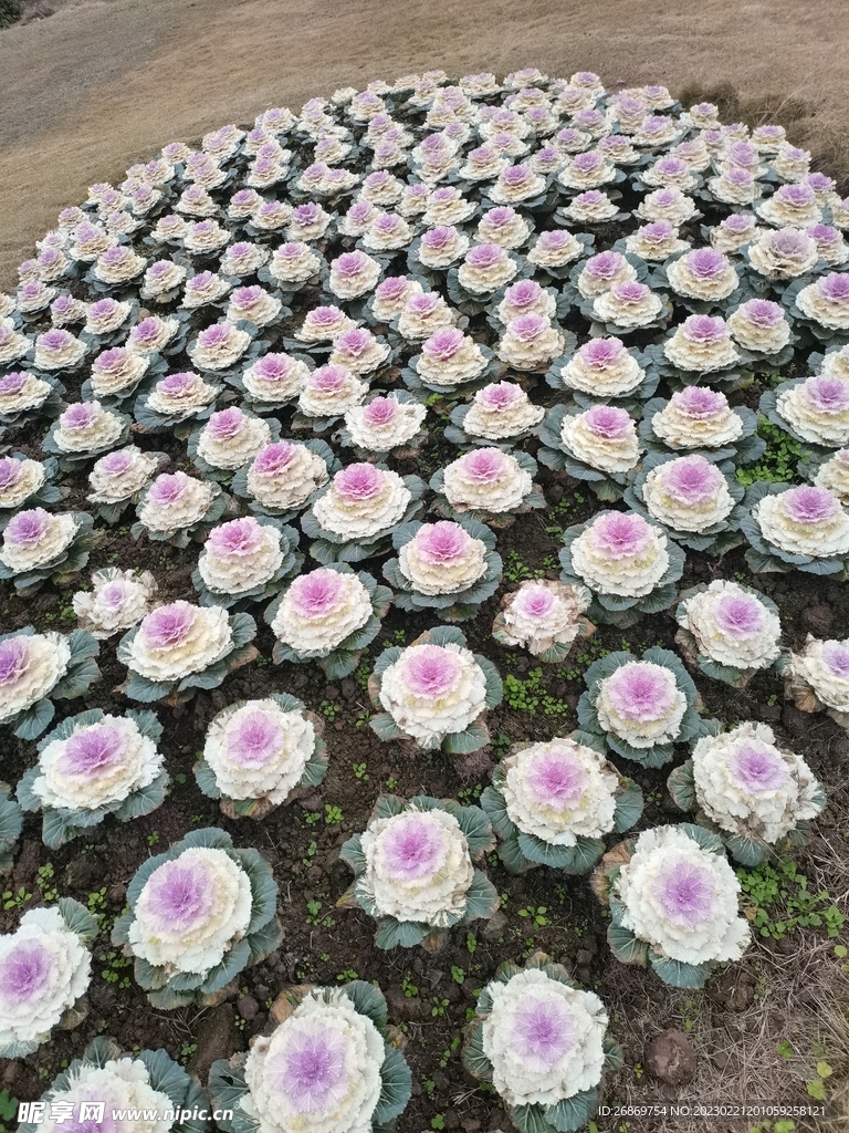花卉