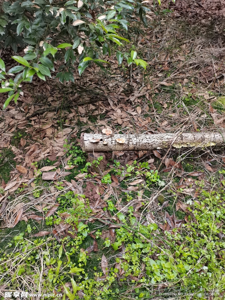 森林树林