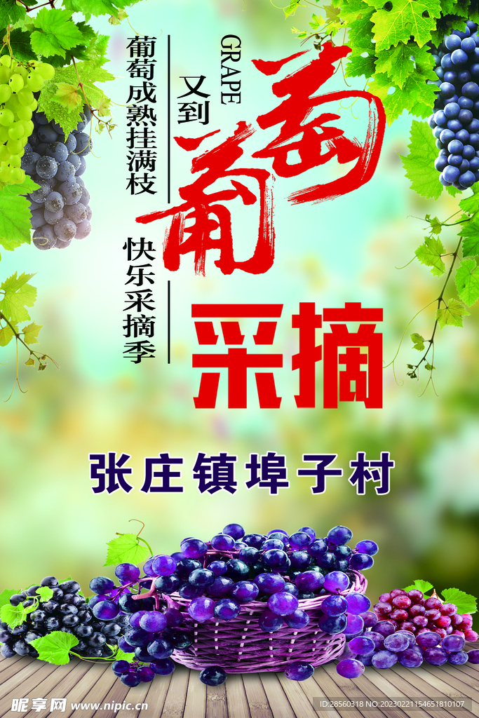 葡萄采摘