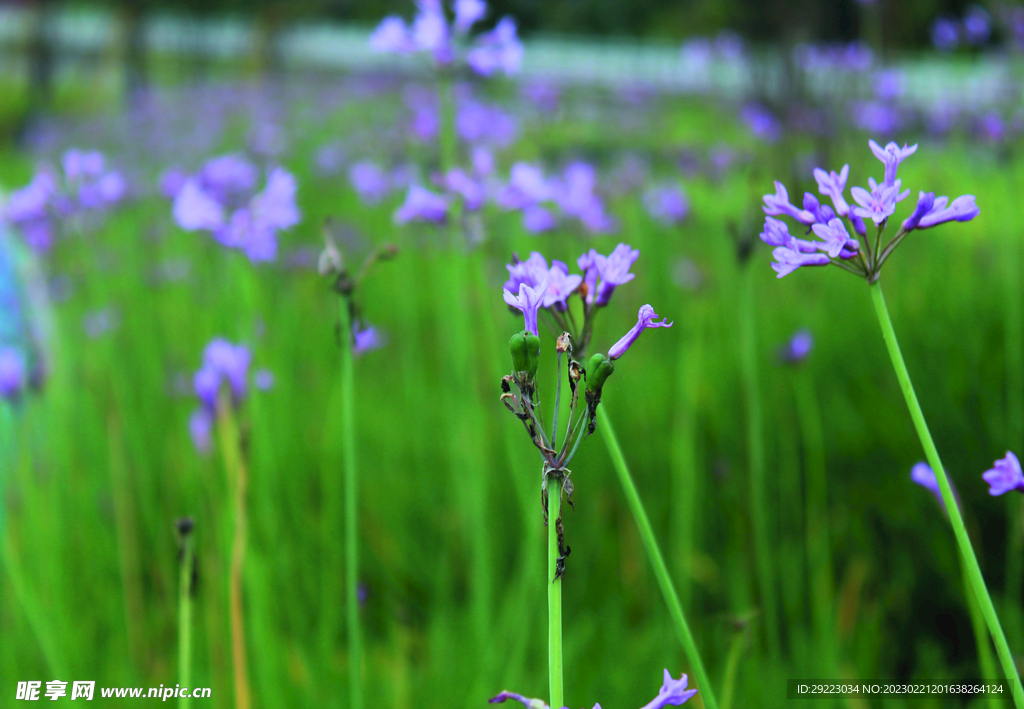 紫娇花  