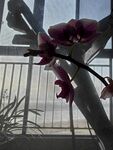 蝴蝶兰